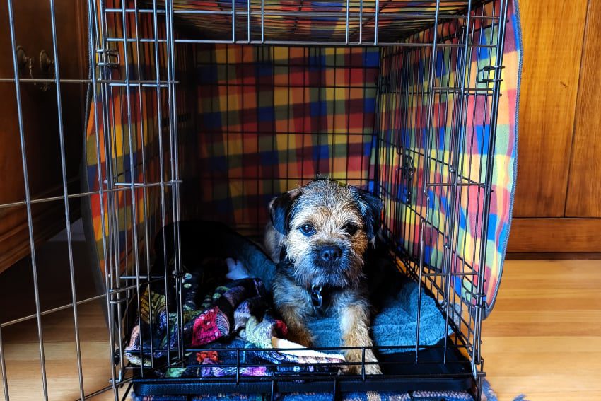 puppy-in-crate-got-ants