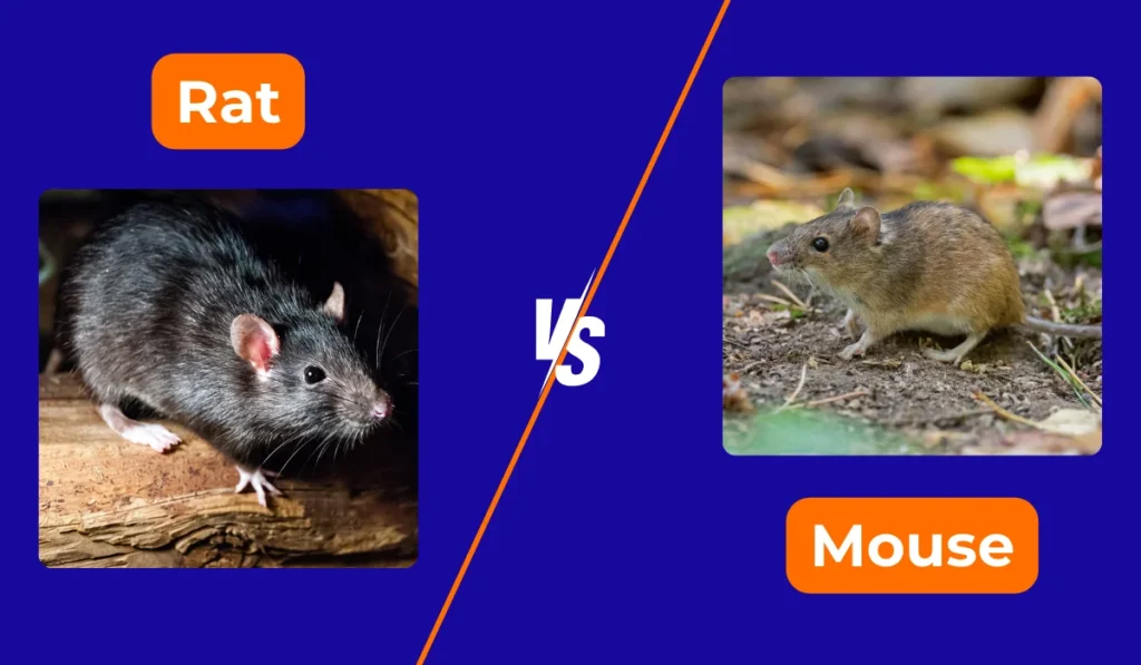 rat vs mouse appearance comparison