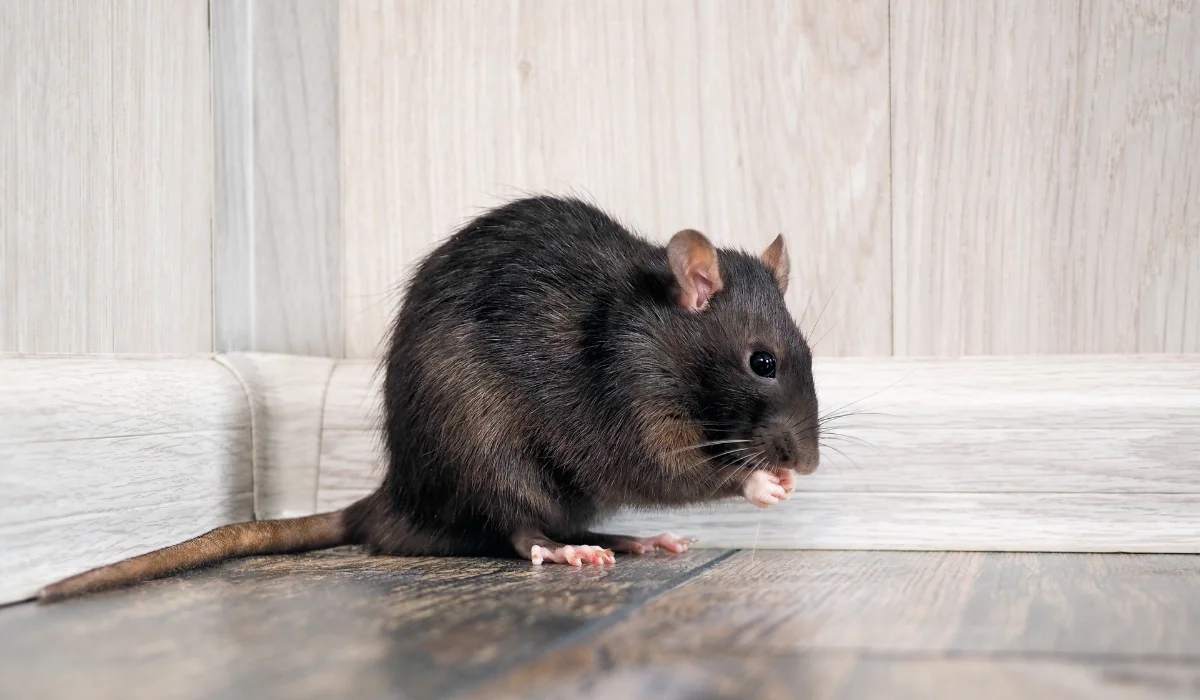 roof Rat in the house on the floor