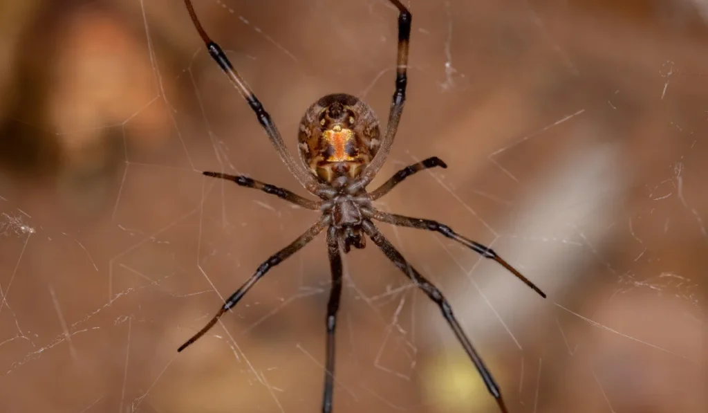 Brown Widow Spider