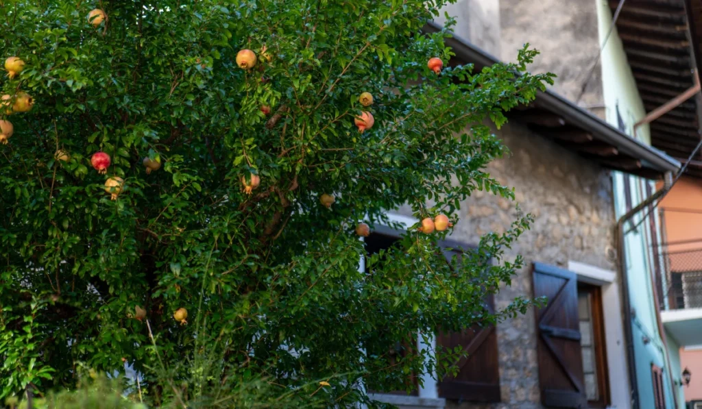 fruit tree in carlsbad