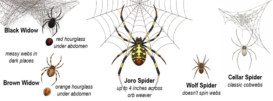 harmless spider illustration