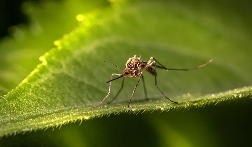 mosquito on a yard
