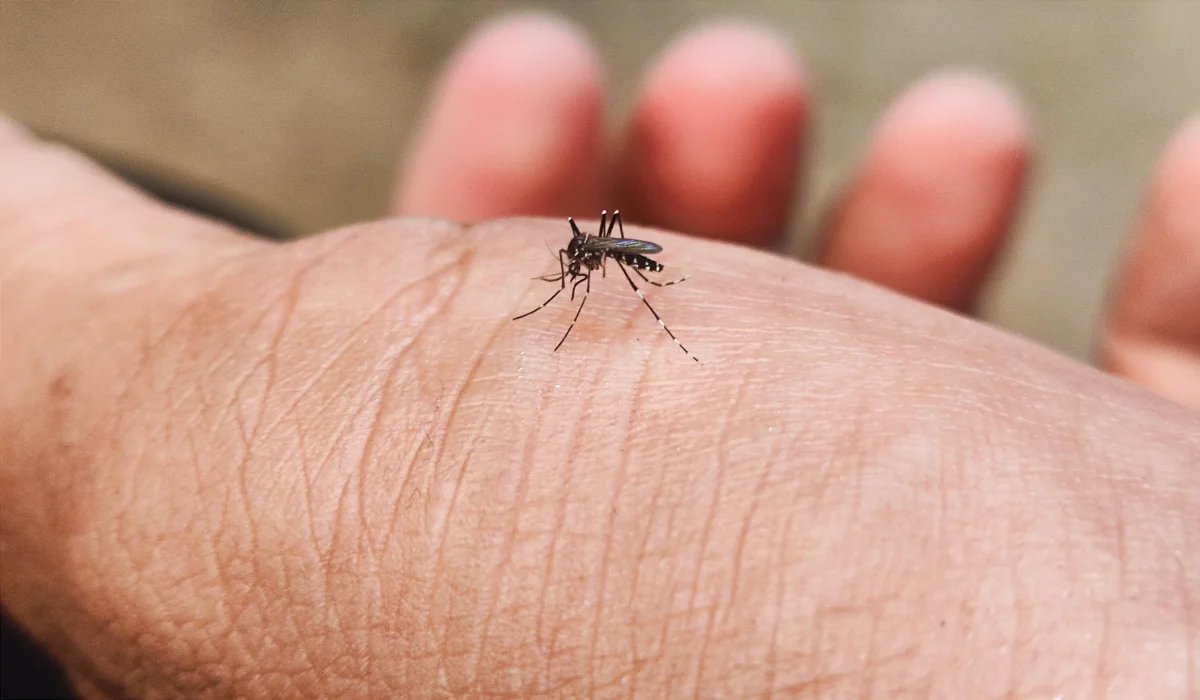 mosquitoes in apartment