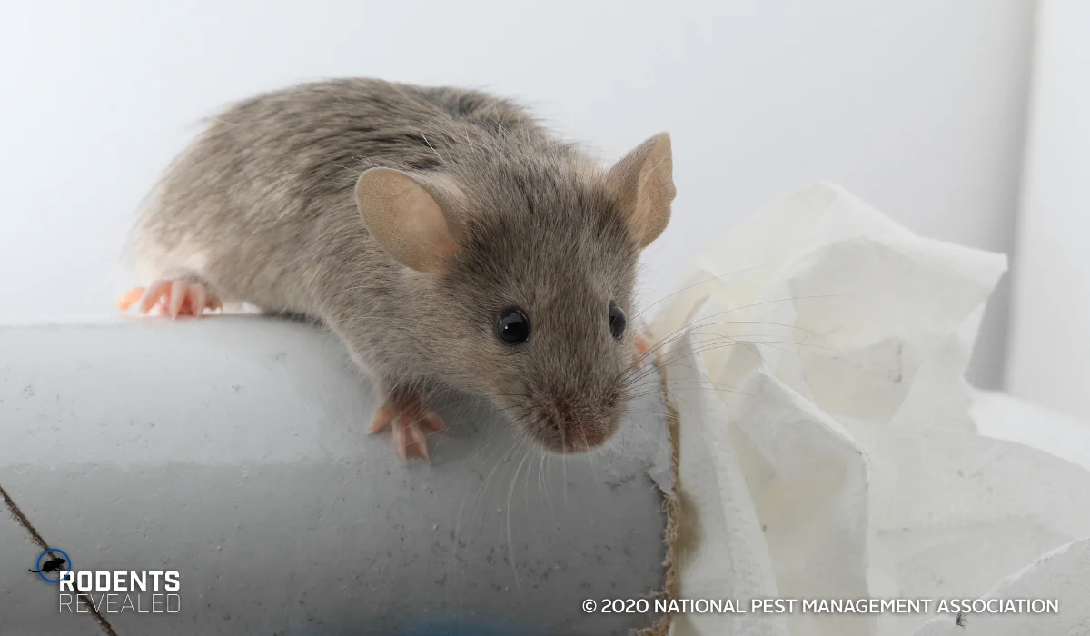rodents revealed