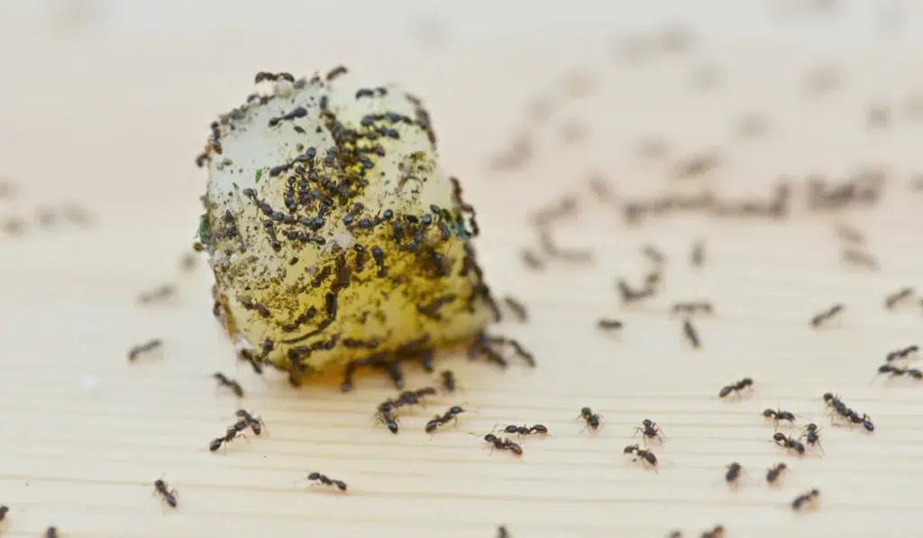 Ants in Home on Food