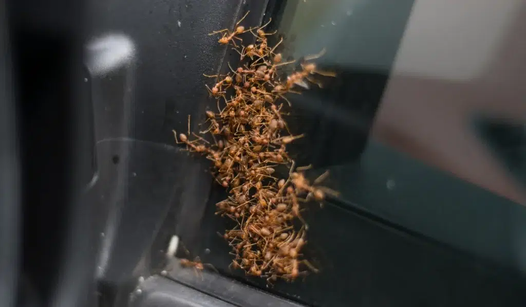 Ants on the car mirror.