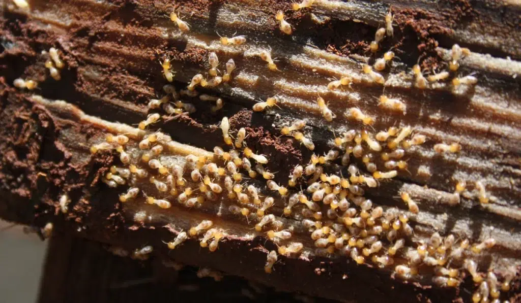 Drywood Termites