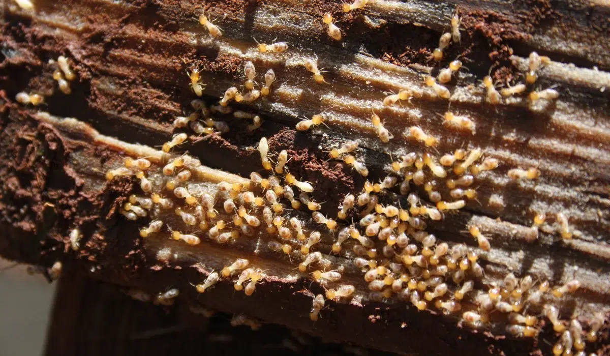 Drywood Termites