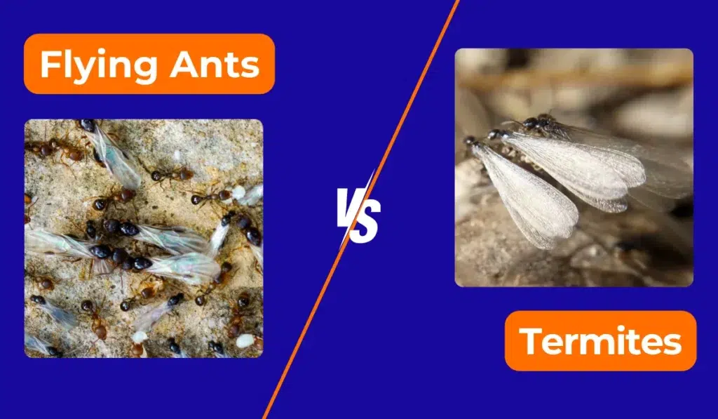 Flying Ants vs. Termites