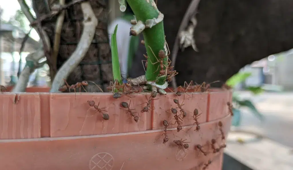 Swarming red ants | at the pot