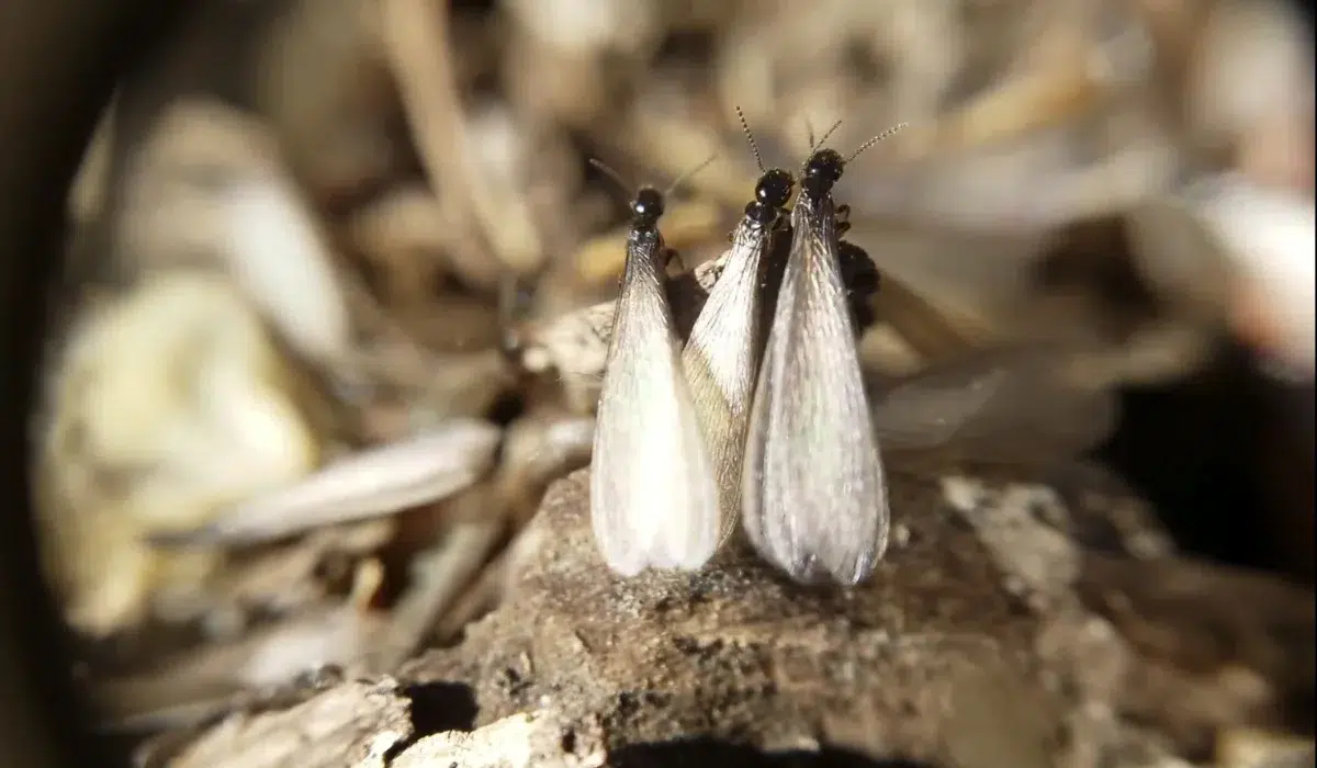Winged subterranean termites