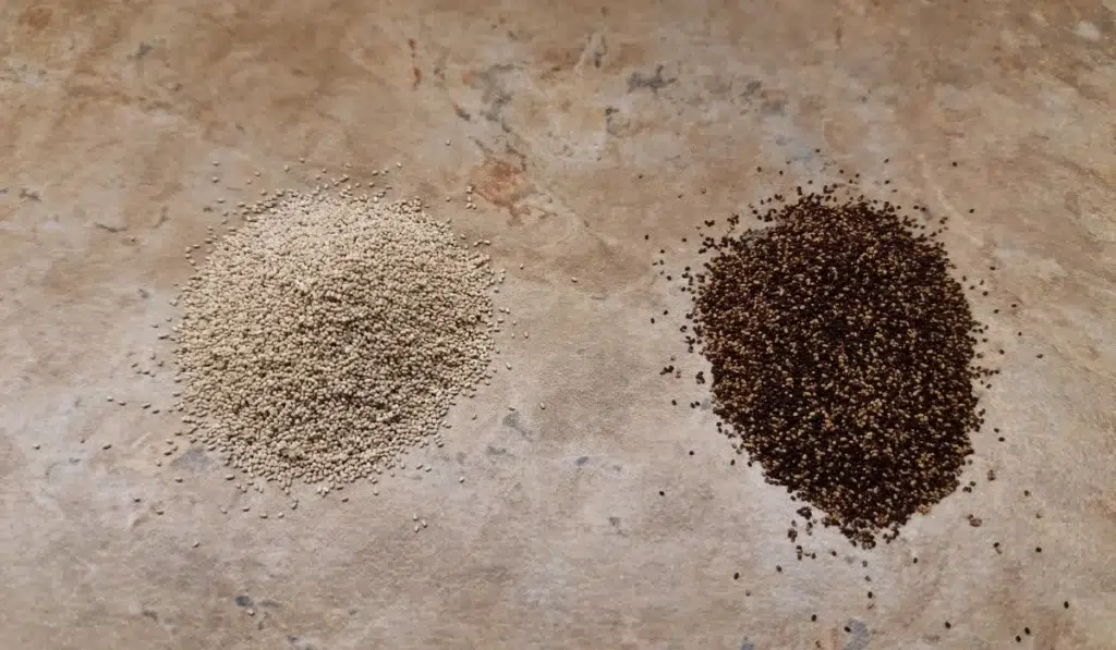 drywood termite pellets light and dark
