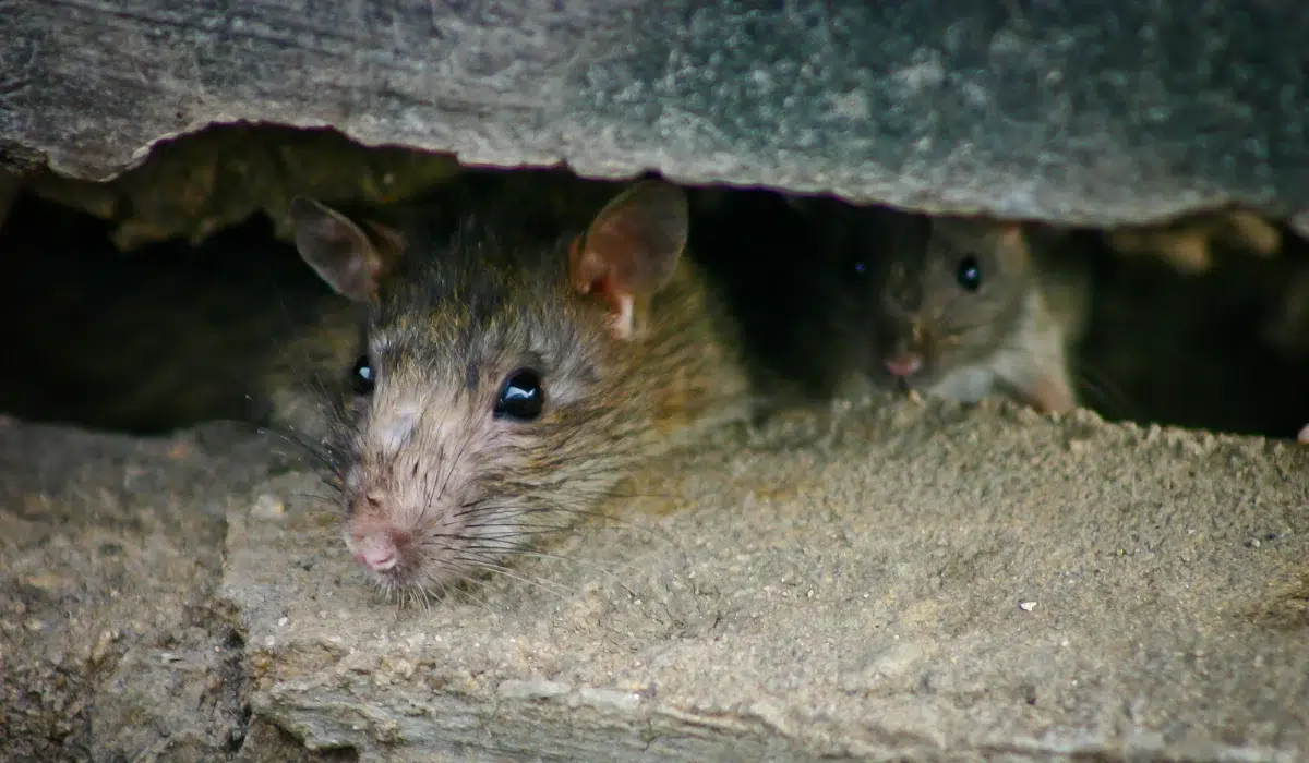 rats in crawl space