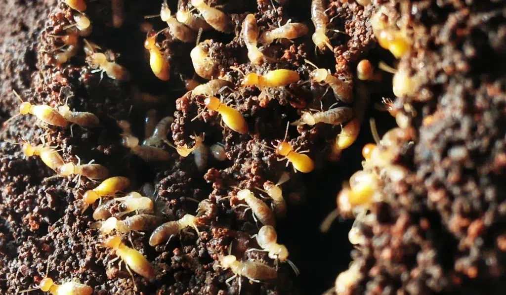 Numerous pale yellow termites crawling over dark soil and tunnel walls