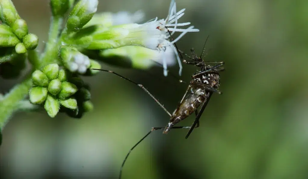Mosquito (Culex species) clinging to a small white flower with nearby green flower buds