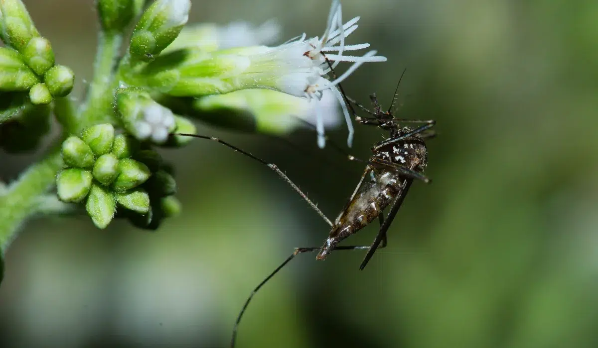 Mosquito (Culex species) clinging to a small white flower with nearby green flower buds