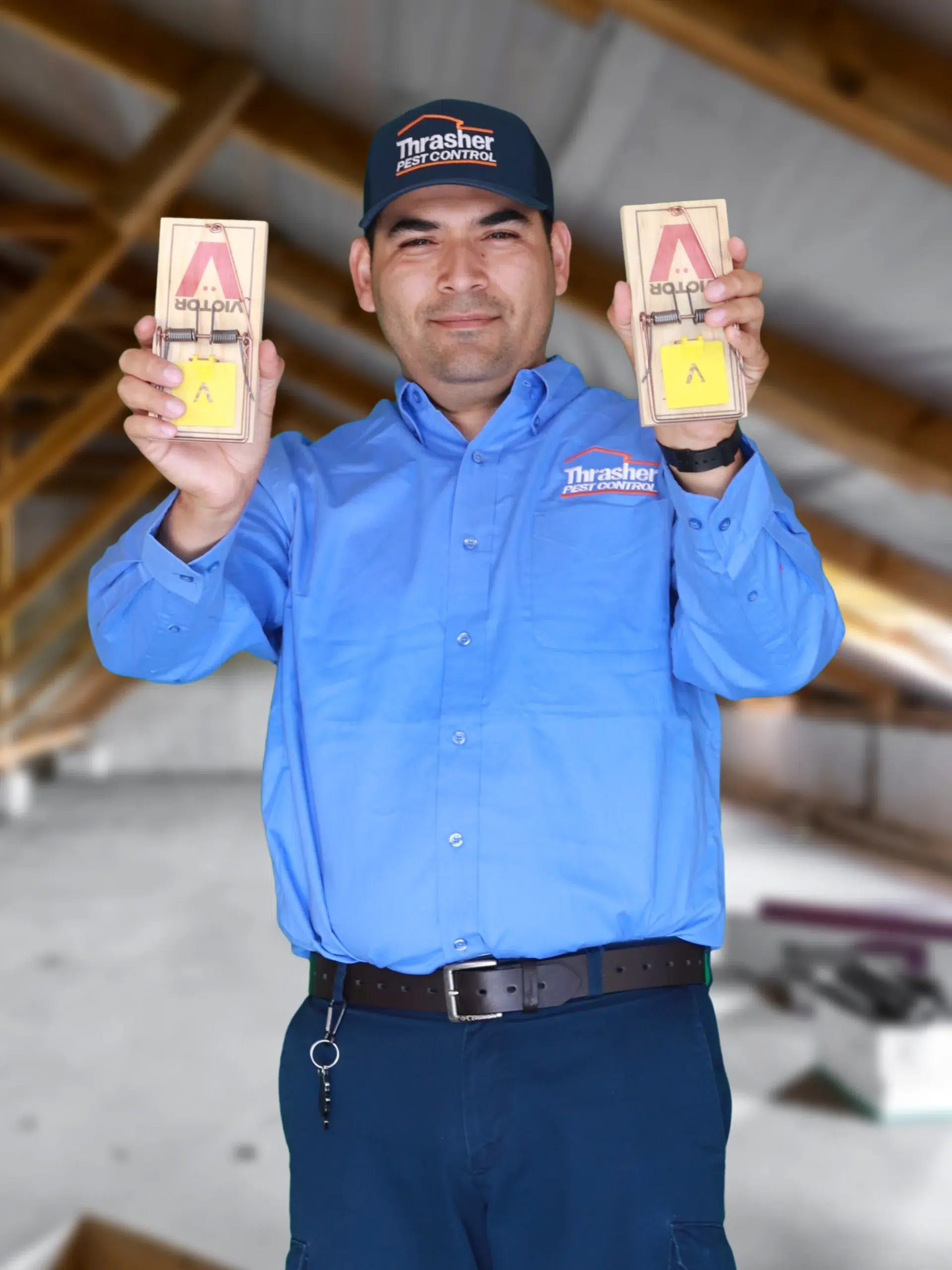 Technician in Thrasher Pest Control uniform holding two wooden snap rat traps toward camera in an attic