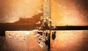 bee swarm