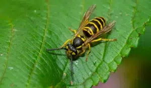 Eastern Yellowjacket