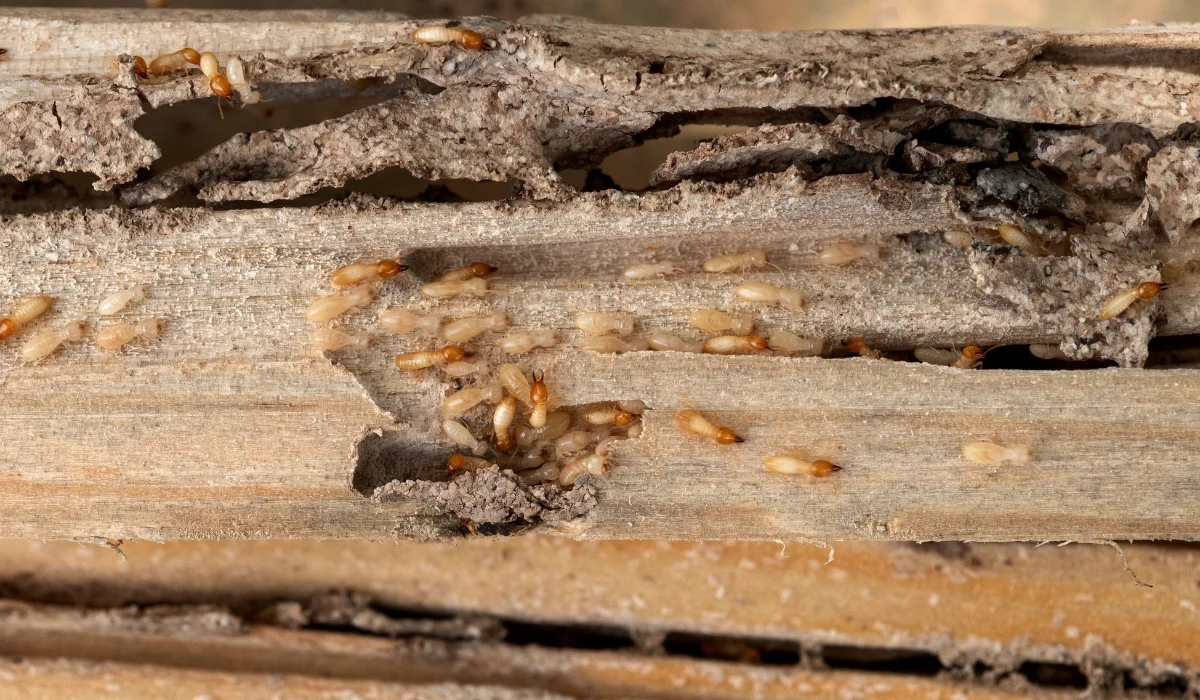 Group of the small termite