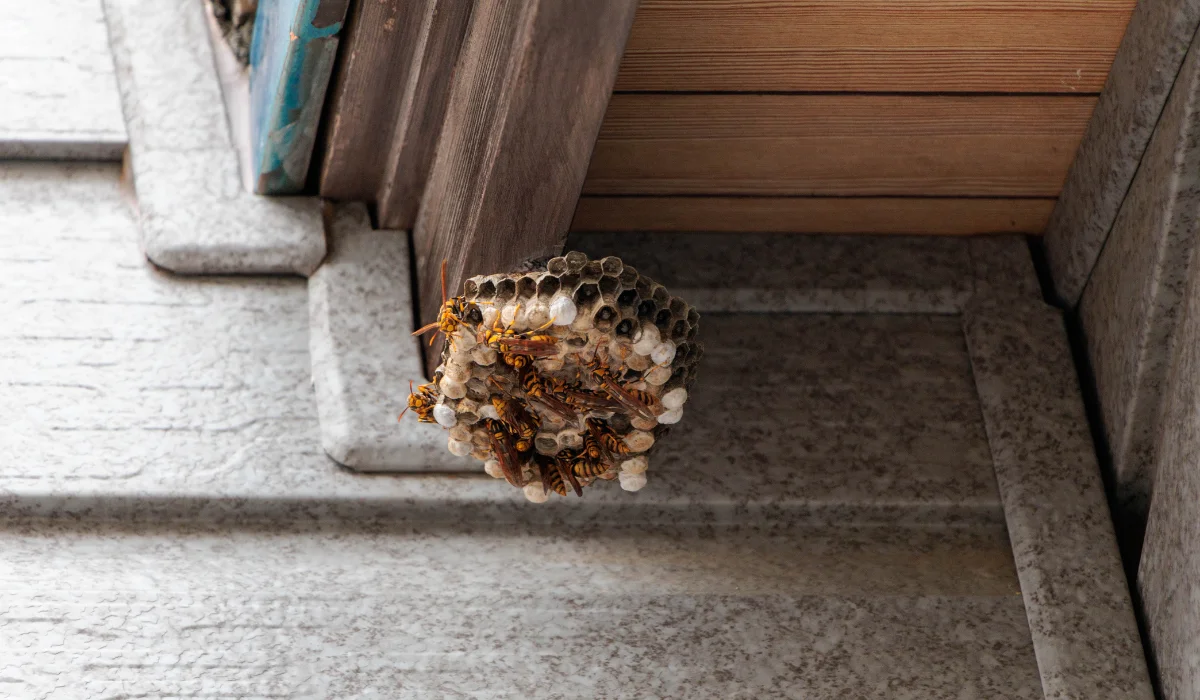 Paper wasps clustered on a hexagonal paper nest attached to a house eave under a wooden soffit.