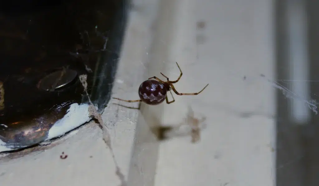 Small dark spider with a patterned round abdomen dangling on a web near painted attic wood and a metal hinge