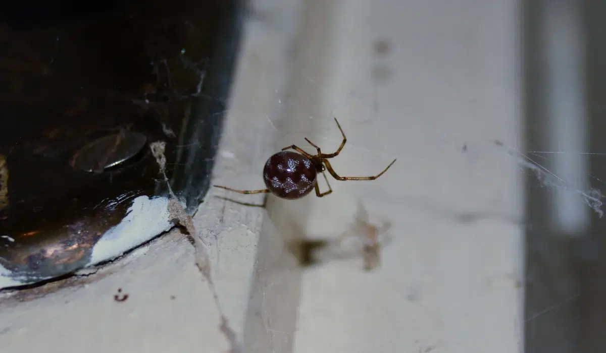 Small dark spider with a patterned round abdomen dangling on a web near painted attic wood and a metal hinge
