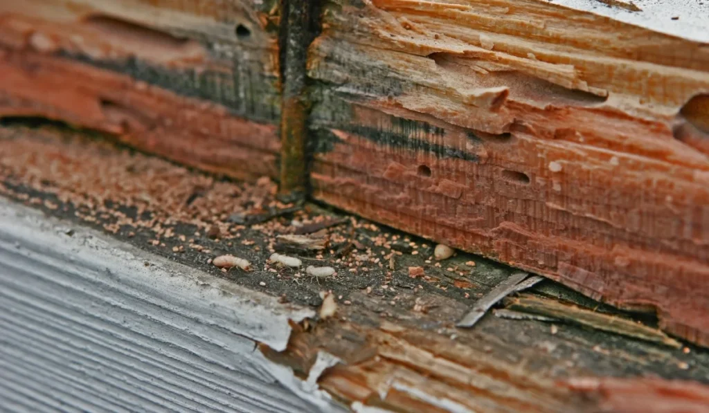Termite Infestation damage