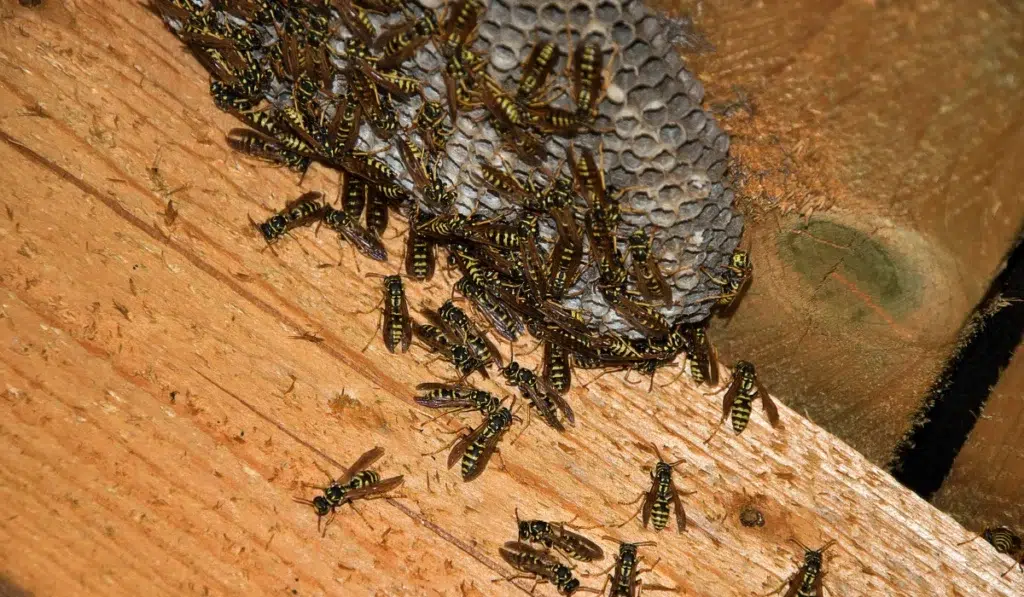 Wasp nest in the attic of the house
