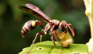 paper wasp