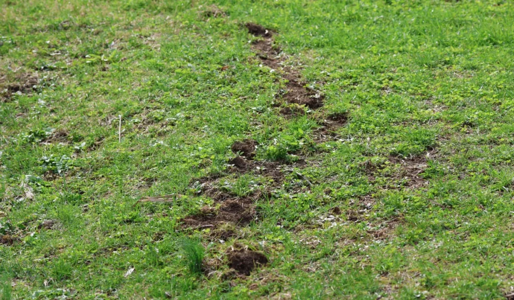 Line of small soil mounds and a shallow tunnel ridge across a grassy yard indicating tunneling pest activity