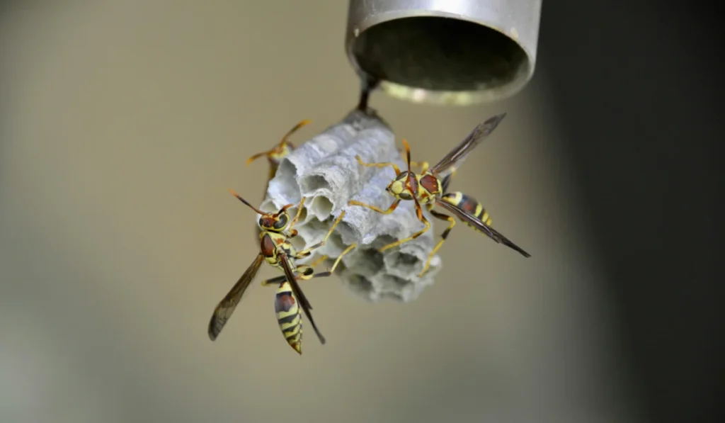 Three paper wasps tending a small gray paper nest beneath a metal pipe