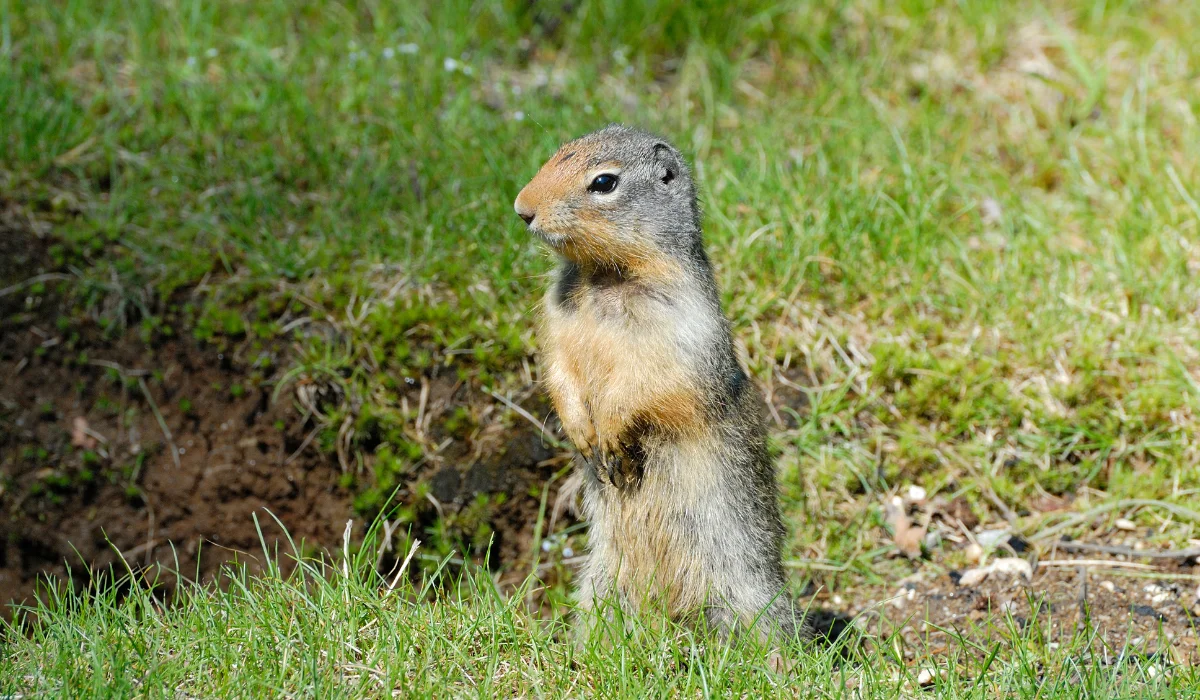 Gopher standing on hind legs next to a fresh dirt mound in a patchy lawn