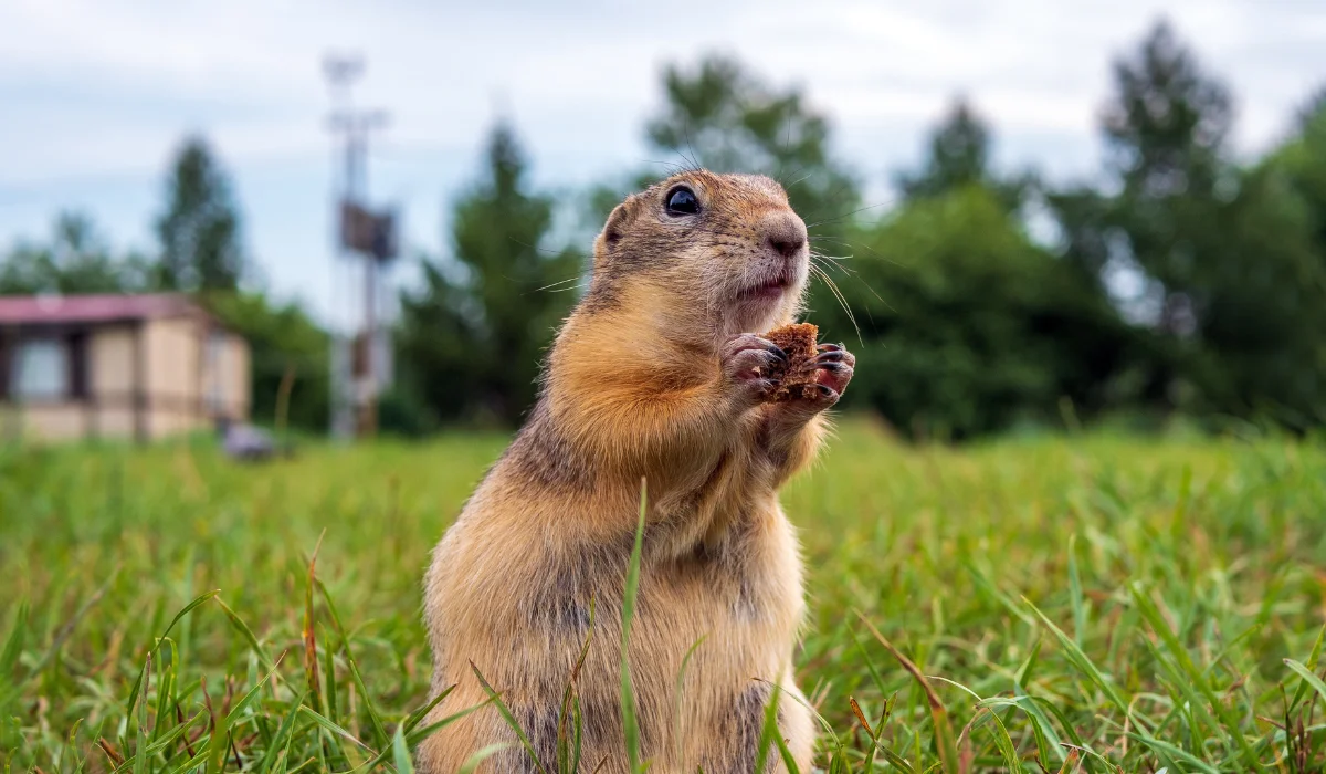 The gopher holds a piece of bread in its paws on the lawn.