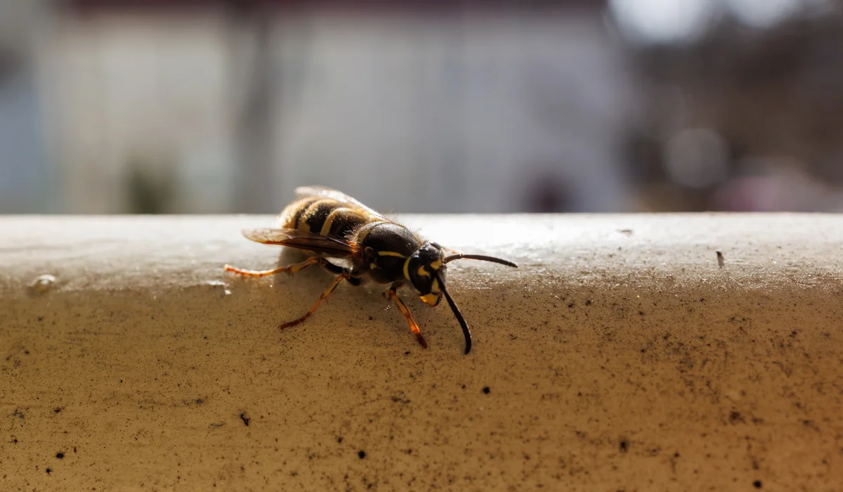 Yellow-and-black wasp crawling along a sunlit metal railing