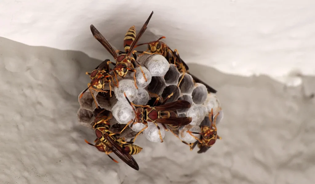Wasp nest with several wasps clustered on open hexagonal cells beneath a white overhang