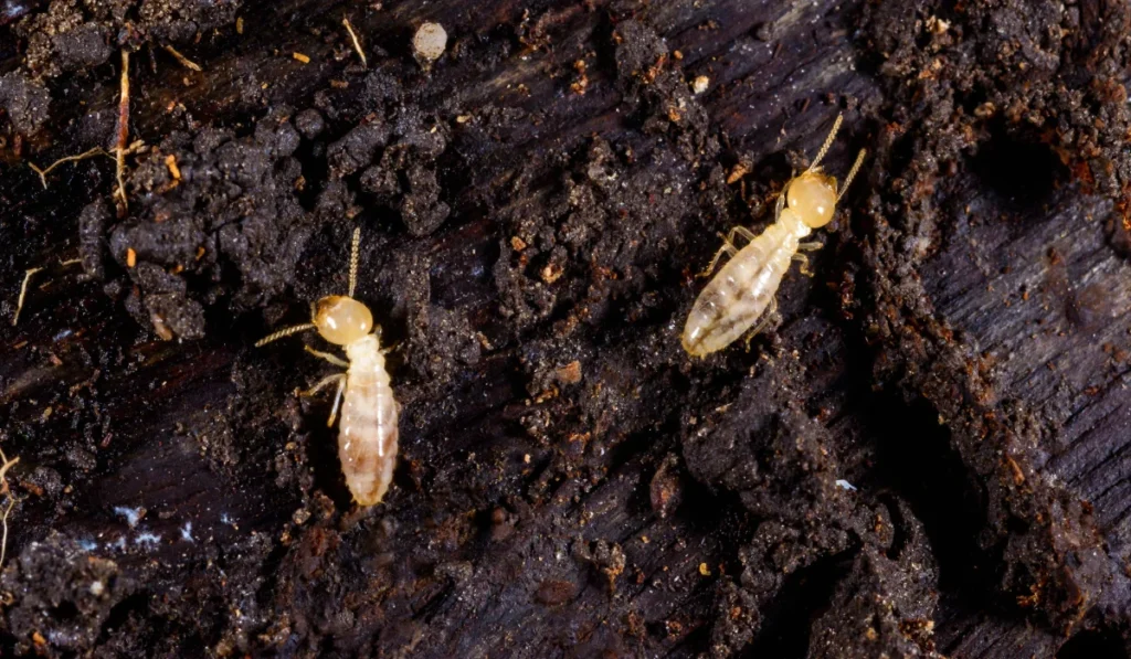 subterranean termite