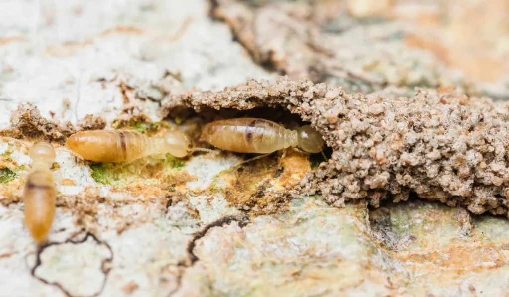 termite walking into mud tube