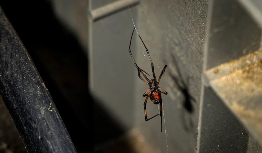 Close up of a black widow spider in a garden shed on a thin web