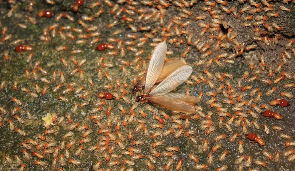 termites that come out to the surface after the rain fell. termite colonies mostly live below the surface of the land. these termites will turn into larons. termites is white ants.